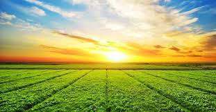 Agriculture Plots